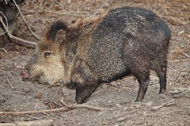 Peccary.jpg