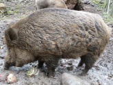 Schwein-Wildschwein-01.jpg